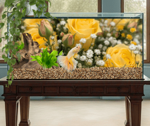 Yellow rose and baby breath Betta Fish Background