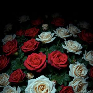 alt="red and white roses"