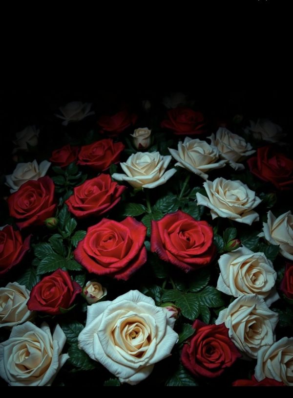 alt="red and white roses"