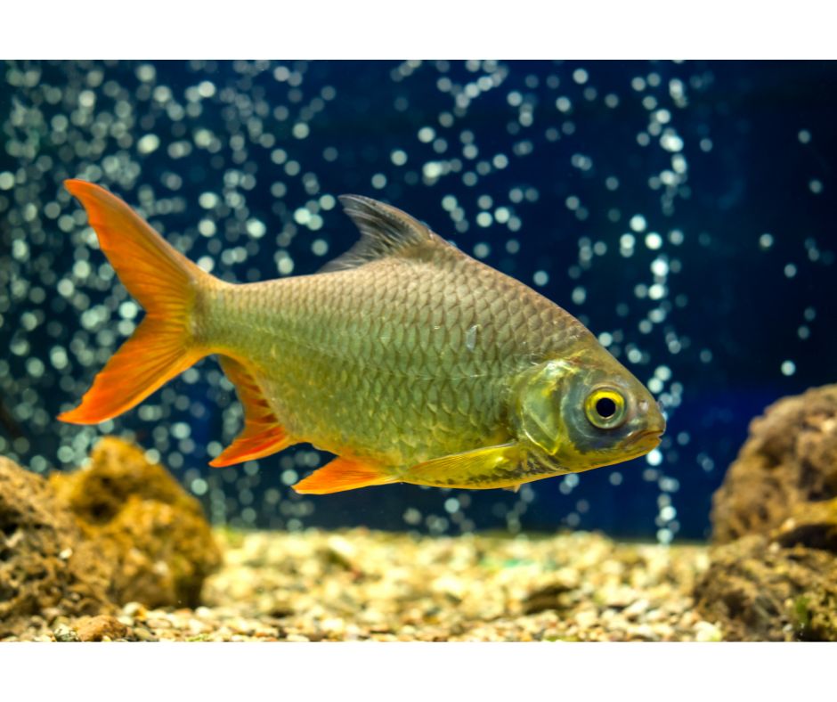 alt="airated aquarium with fish"