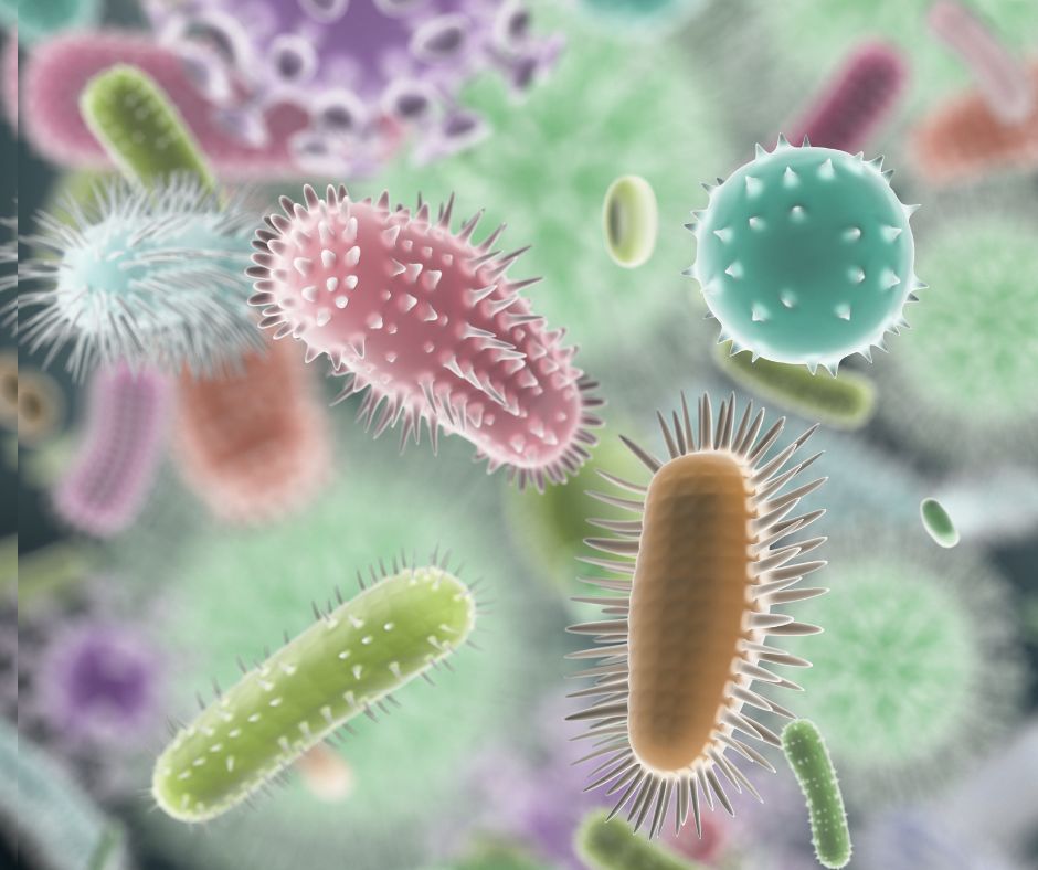 alt="heterotrophic bacteria as found in cloudy water in fish tanks"