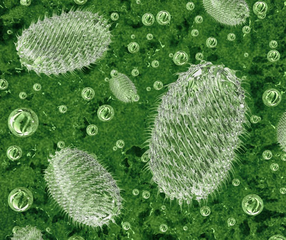 alt="protozoa infusoria, in the sequence of the decomposed organic compounds and heterotrophic bacteria responsible for cloudy water in fish tanks"