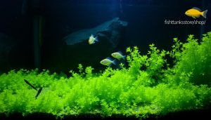 New Fish Keepers
