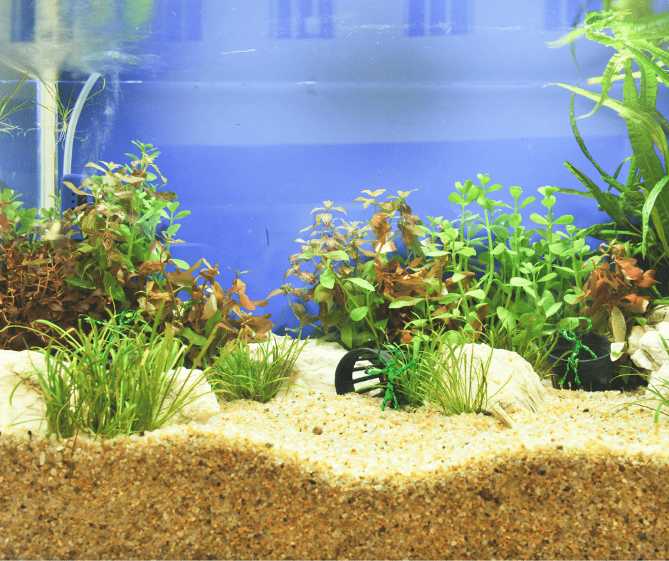 tank with diy fish tank background