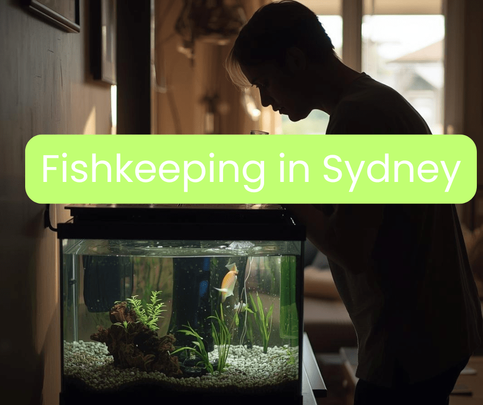 fish tank decoration in Sydney Australia