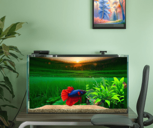 under the rice paddies setup