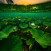 under the rice paddies 3