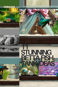 11 betta fish tank setup ideas