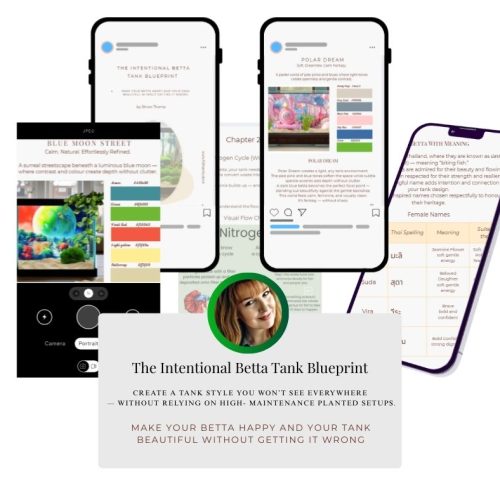 intentional betta fish tank blueprint